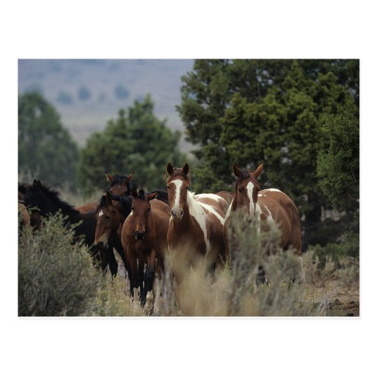 Wild Mustang Horses 2 Postcard