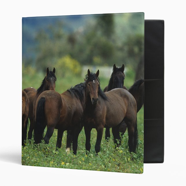 Wild Mustang Horses 3 Binder (Front/Inside)