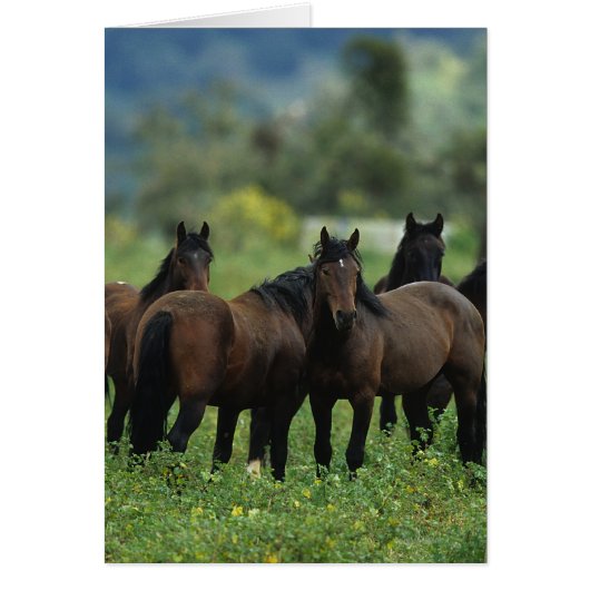 Wild Mustang Horses 3 Cards (Front)