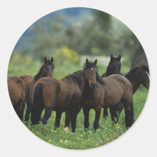 Wild Mustang Horses 3 Classic Round Sticker
