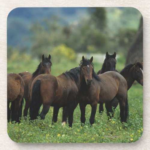 Wild Mustang Horses 3 Coaster