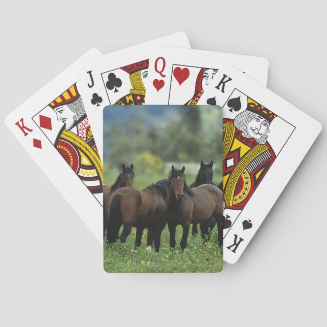 Wild Mustang Horses 3 Poker Cards (Back)
