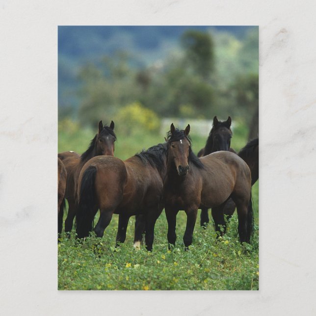 Wild Mustang Horses 3 Postcard (Front)