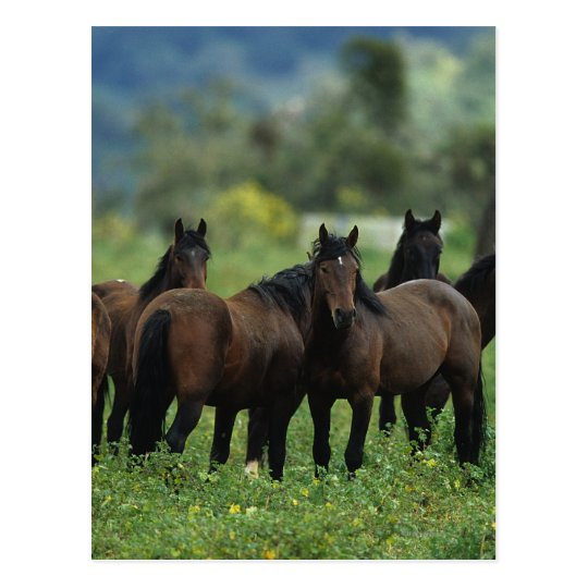 Wild Mustang Horses 3 Postcard