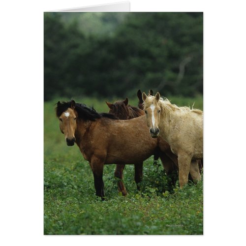 Wild Mustang Horses 4