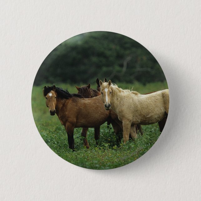 Wild Mustang Horses 4 Button (Front)
