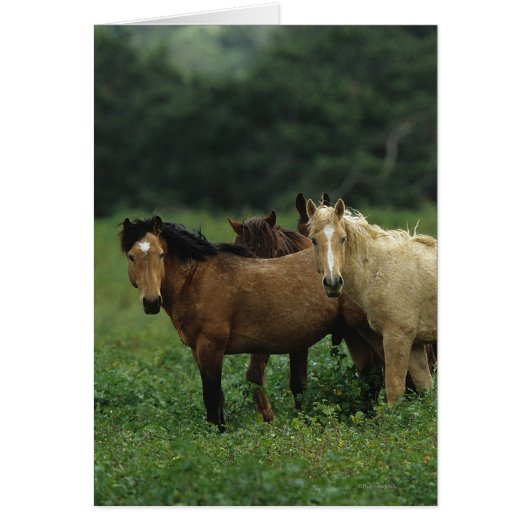 Wild Mustang Horses 4 Cards (Front)