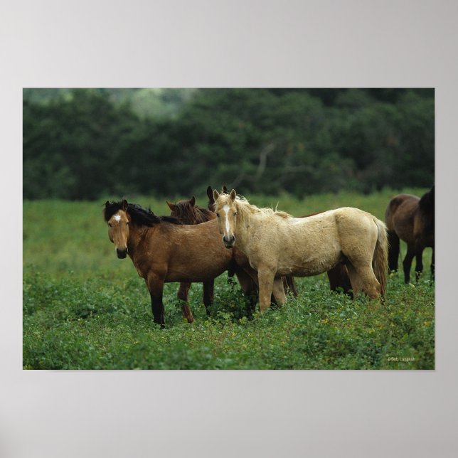 Wild Mustang Horses 4 Poster (Front)