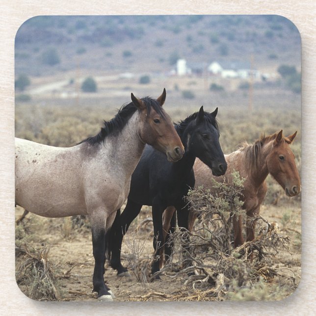 Wild Mustang Horses 5 Beverage Coaster (Front)