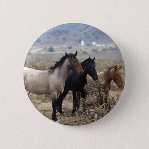 Wild Mustang Horses 5 Button