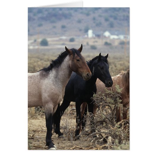 Wild Mustang Horses 5 Cards (Front)