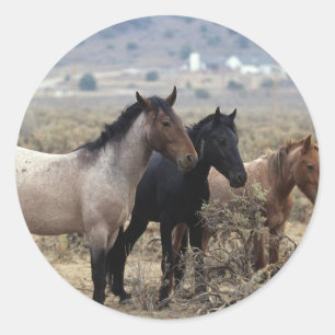 Wild Mustang Horses 5 Classic Round Sticker