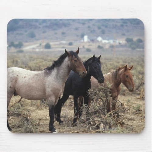 Wild Mustang Horses 5 Mouse Pad