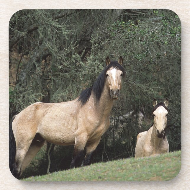 Wild Mustang Horses 6 Beverage Coaster (Front)