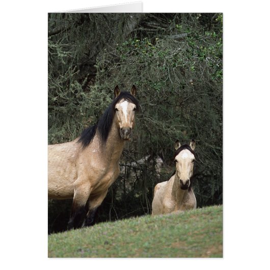 Wild Mustang Horses 6 Cards (Front)