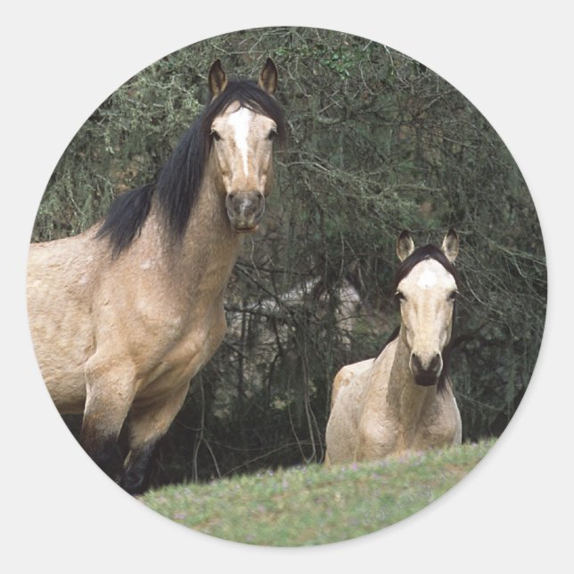 Wild Mustang Horses 6 Classic Round Sticker (Front)