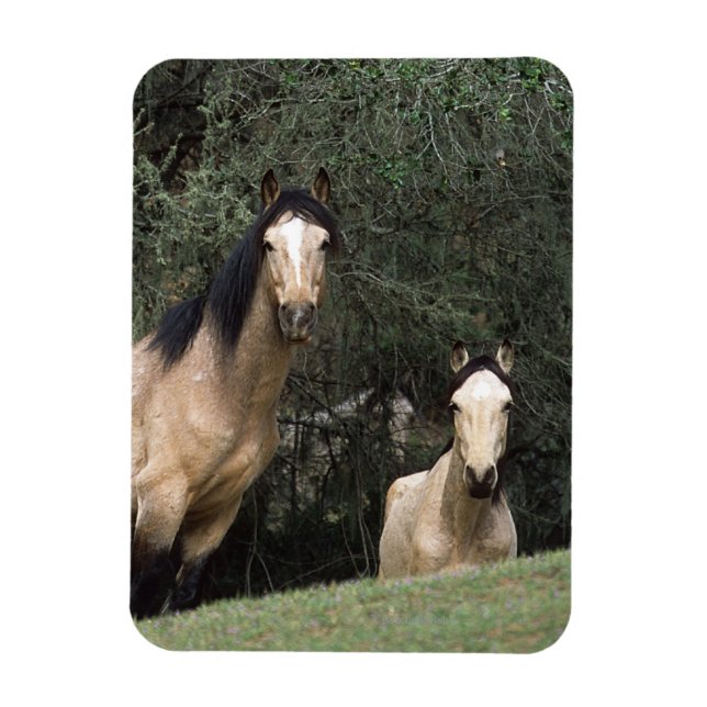 Wild Mustang Horses 6 Magnet (Vertical)