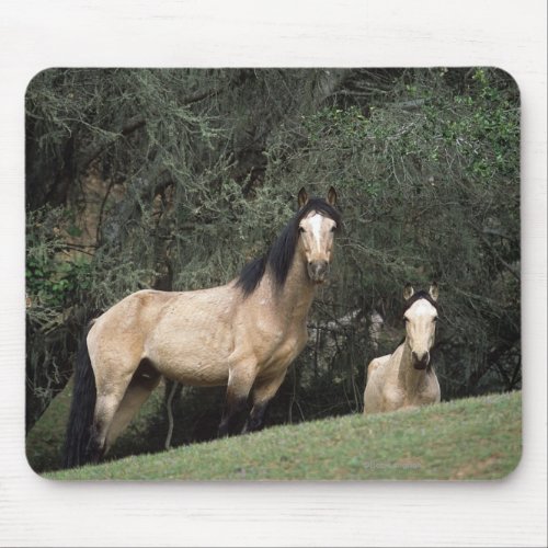 Wild Mustang Horses 6 Mouse Pad