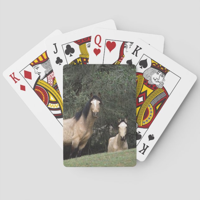 Wild Mustang Horses 6 Poker Cards (Back)