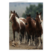 Wild Mustang Horses 7 (Front)