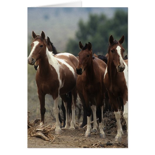 Wild Mustang Horses 7 Cards (Front)