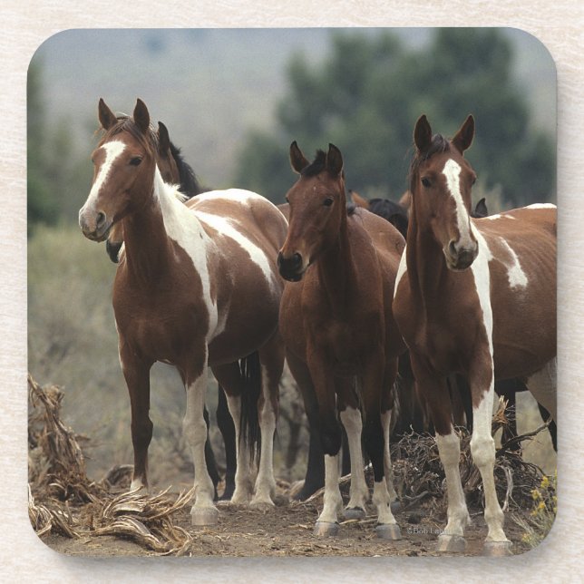 Wild Mustang Horses 7 Drink Coaster (Front)
