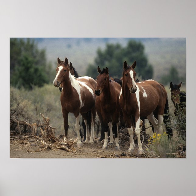Wild Mustang Horses 7 Poster (Front)