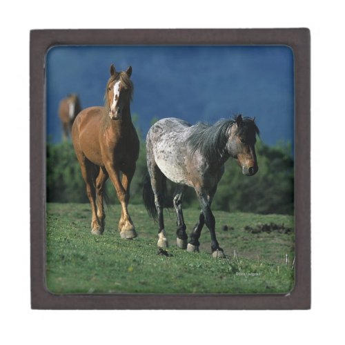 Wild Mustang Horses Gift Box