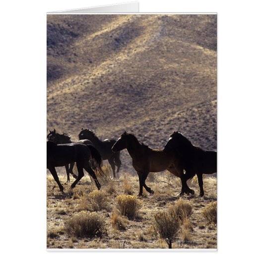 Wild Mustang Horses in the Desert 1 Cards (Front)
