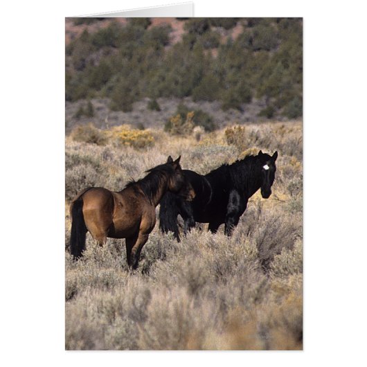 Wild Mustang Horses in the Desert 2 Cards (Front)