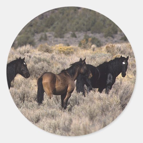Wild Mustang Horses in the Desert 2 Classic Round Sticker