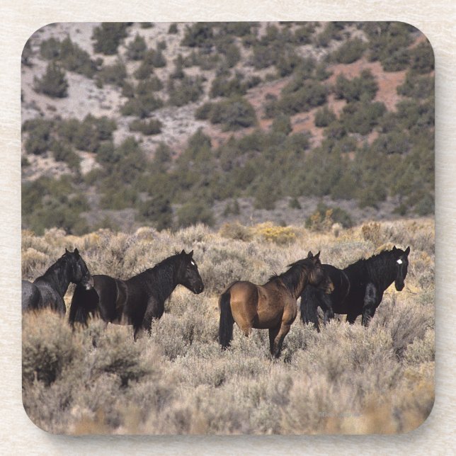 Wild Mustang Horses in the Desert 2 Drink Coaster (Front)