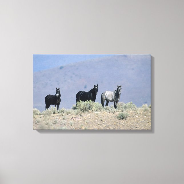 Wild Mustang Horses in the Desert 3 Canvas Print (Front)