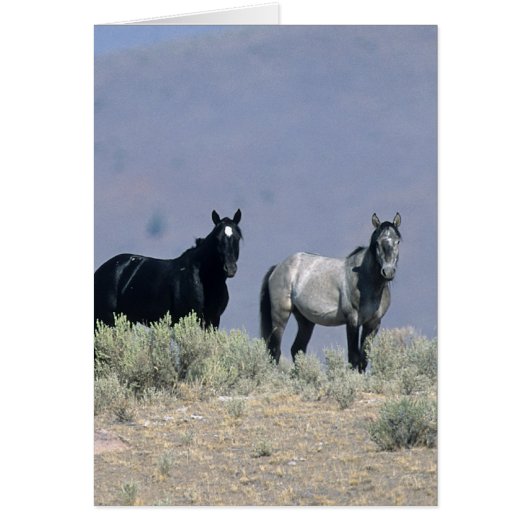 Wild Mustang Horses in the Desert 3 Cards (Front)