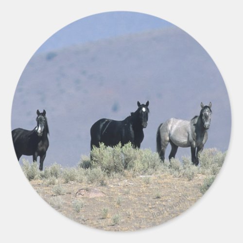 Wild Mustang Horses in the Desert 3 Classic Round Sticker