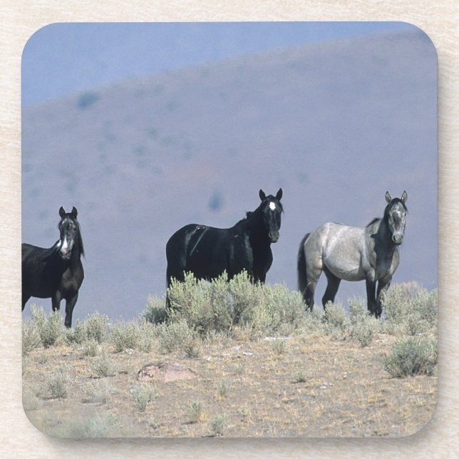 Wild Mustang Horses in the Desert 3 Drink Coaster (Front)