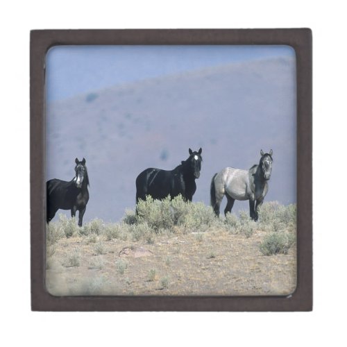 Wild Mustang Horses in the Desert 3 Gift Box
