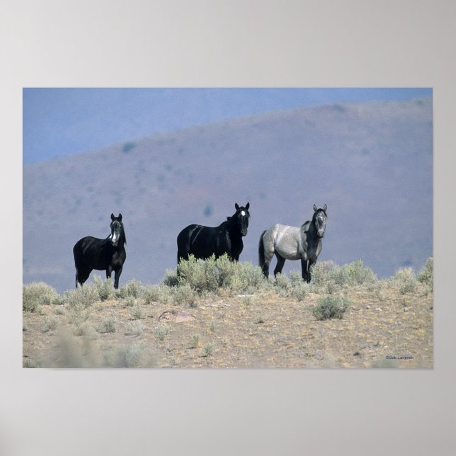 Wild Mustang Horses in the Desert 3 Poster (Front)