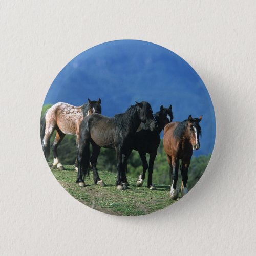 Wild Mustang Horses in the Mountains Button