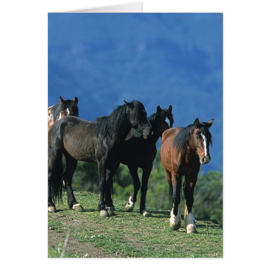 Wild Mustang Horses in the Mountains Cards (Front)
