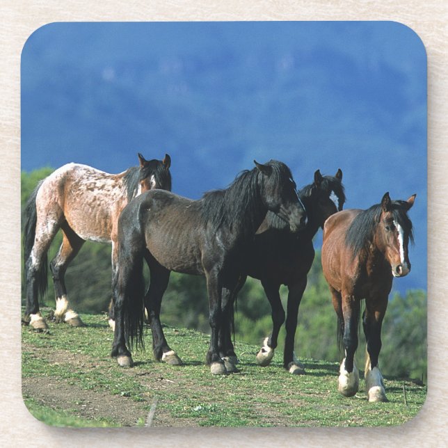 Wild Mustang Horses in the Mountains Drink Coaster (Front)