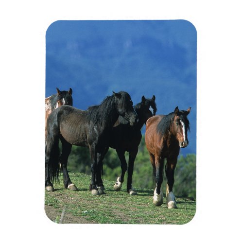 Wild Mustang Horses in the Mountains Magnet