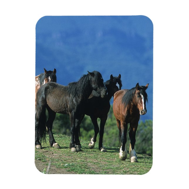 Wild Mustang Horses in the Mountains Magnet (Vertical)