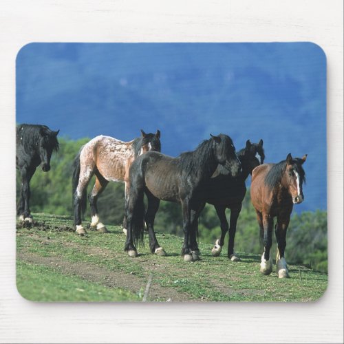 Wild Mustang Horses in the Mountains Mouse Pad