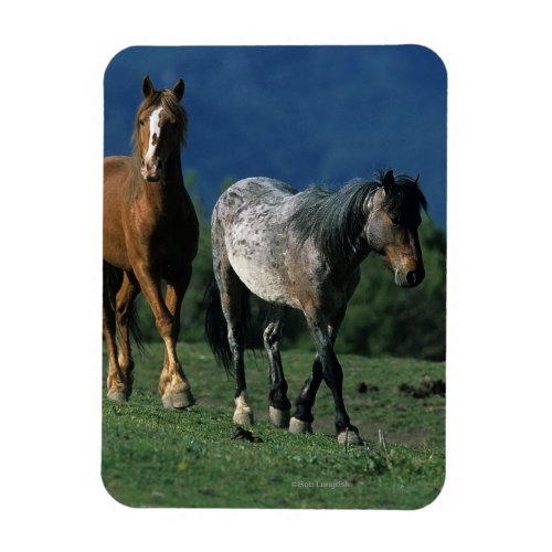 Wild Mustang Horses Magnet