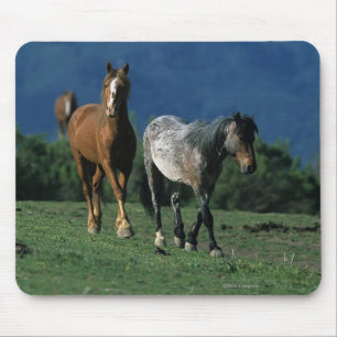 Wild Mustang Horses Mouse Pad