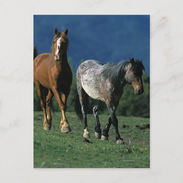 Wild Mustang Horses Postcard (Front)
