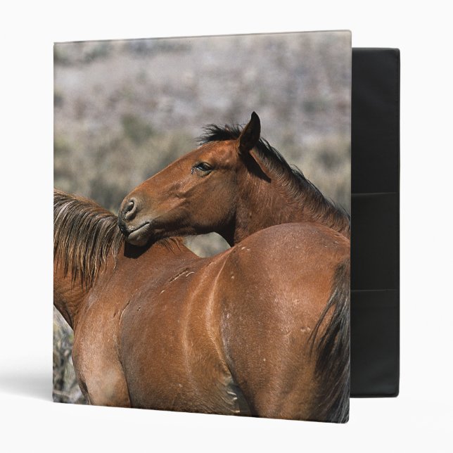 Wild Mustang Horses Touching 3 Ring Binder (Front/Inside)