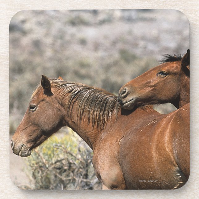 Wild Mustang Horses Touching Beverage Coaster (Front)