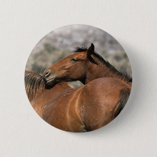 Wild Mustang Horses Touching Button